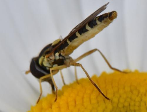 Réf. 323 276 : Sphaerophoria sp.